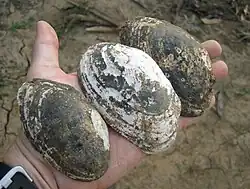 Aspatharia mussels.