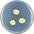 Aspergillus parvulus growing on CYA plate