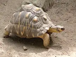 Radiated tortoise