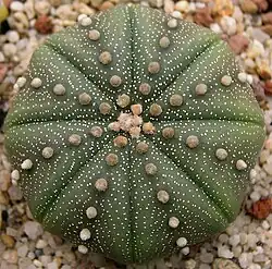 Astrophytum asterias