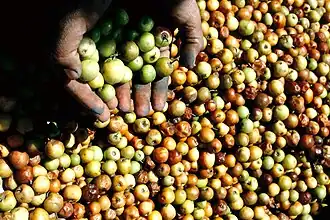 Picture showing hundreds of small round fruits in a basket, someone taking a handful of them