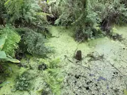 Swamp