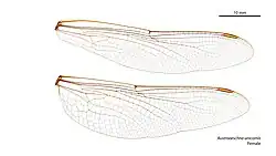 Female wings