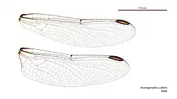 Male wings