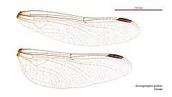 Female wings