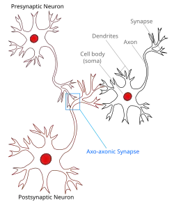 illustration of Axo-axonic-synapse