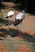 Milky storks