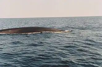Whale, expedition organized by Observation littoral Percé (1995)