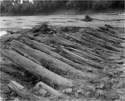Black and white photo shows a row of tree trunks with a river in the background.