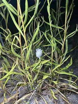 Egg sac, photographed in northern Texas