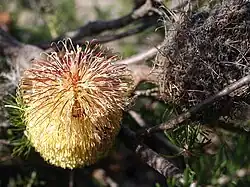 A yellow flowerhead next to an old grey cone