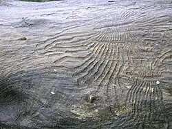 Bark beetle gallery engraving the sapwood