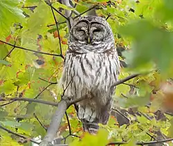 Barred owl roosting in a tree