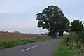 Narrow-leaved elms (East Anglian elm group), Dean Road, Bartlow, Cambridgeshire (2006)[26]