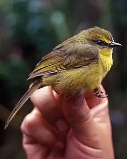 Citrine warbler