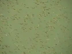 Bass fry born in the pond