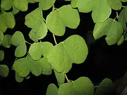 Foliage details: lobes and mucronules