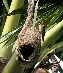 Male P. p. burmanicus at half-built nest in "helmet stage" without the entrance funnel