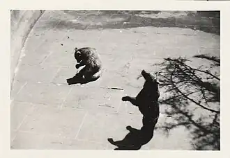 Bears in the pit in July 1961