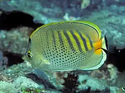 Spotband butterflyfish Chaetodon (Exornator) punctatofasciatus