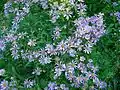 Aster amellus