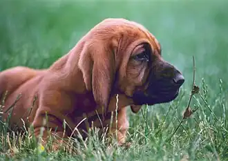Image 39Bloodhound puppy (from Puppy)