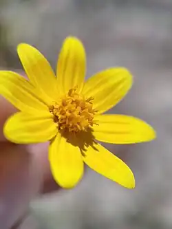 A yellow daisy-like flower