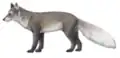 Vulpes praeglacialis