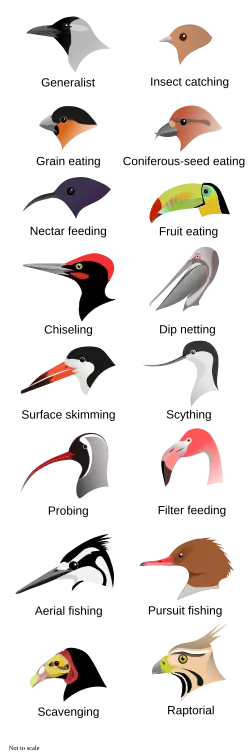 Illustration of the heads of 16 types of birds with different shapes and sizes of beak