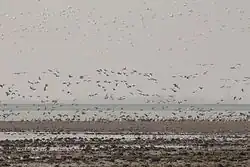 Birds at Poyang Lake, 2014