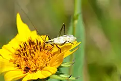 An image of Black-horned Tree Cricket
