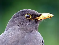 A male blackbird with distinct yellow orbital ring