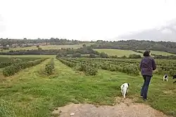 Fields of black currants growing in U.K.