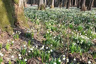 In typical damp forest habitat in the Králova Zahrada Nature Reserve, Czech Republic