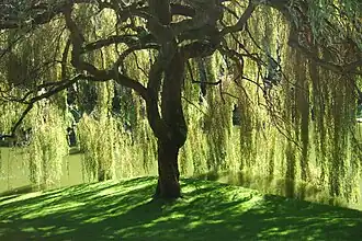 A willow tree at the reserve