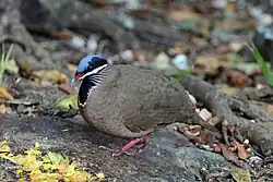 The blue-headed quail-dove (Starnoenas cyanocephala) of Cuba is a relictual species with no close relatives.