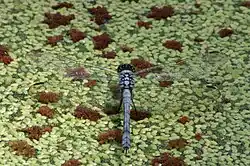 A male eastern pondhawk (Erythemis simplicicollis) in Elm Lake.