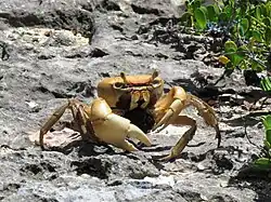 Gravid female, Trinidad