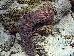 Adult specimen in the Maldives