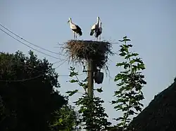 A stork nest