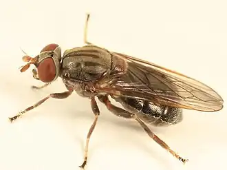 Brachyopa daeckei actual size 6.1–6.9 mm (1⁄4–9⁄32 in)