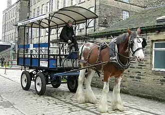 Working horse in harness