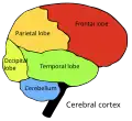 Four cerebral lobes and cerebellum:   Occipital lobe   Parietal lobe   Frontal lobe   Temporal lobe