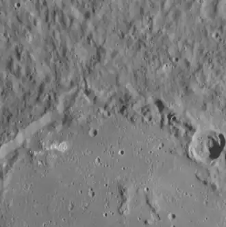 Closeup of northern Bramante with hollows at left