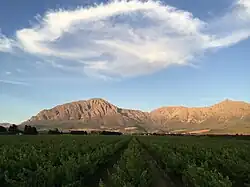 View of the mountains in the Breedekloof