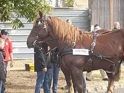 Draft horse (Breton)
