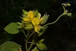 Broad-leaf snoutbean (Rhynchosia latifolia), Polk County