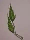 Spikelets detail