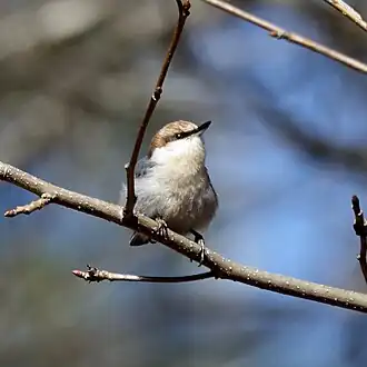 Brown-headed nuthatch (Sitta pusilla)