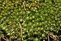 Bryum elegans